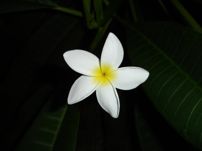 nature, dog gift greenhouse, macro, 1080P, blossom, beauty in nature, leaf, flowering plant, apocynaceae, no people, bloom, plant, petal, fragility, temple tree