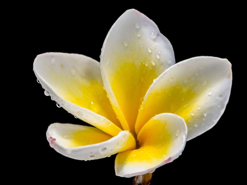 white, studio shot, wet, drop, raindrop, inflorescence, water, frangipandi, white yellow, vulnerability, apocynaceae, photography, petal, close, plumeria