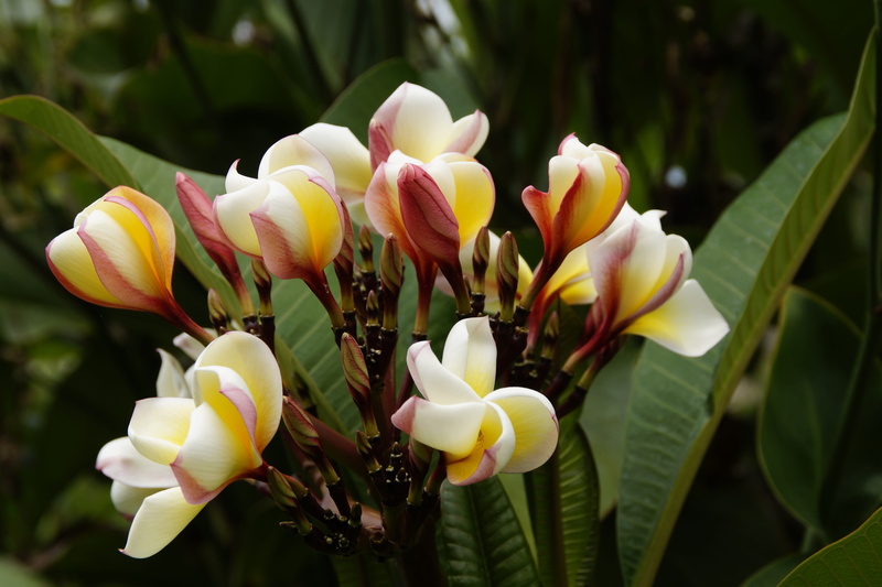 5K, yellow, national flower, ornamental tree, apocynaceae, beautiful, calyx lobes, flor de cebo, springtime, summer, beauty in nature, ornamental flower