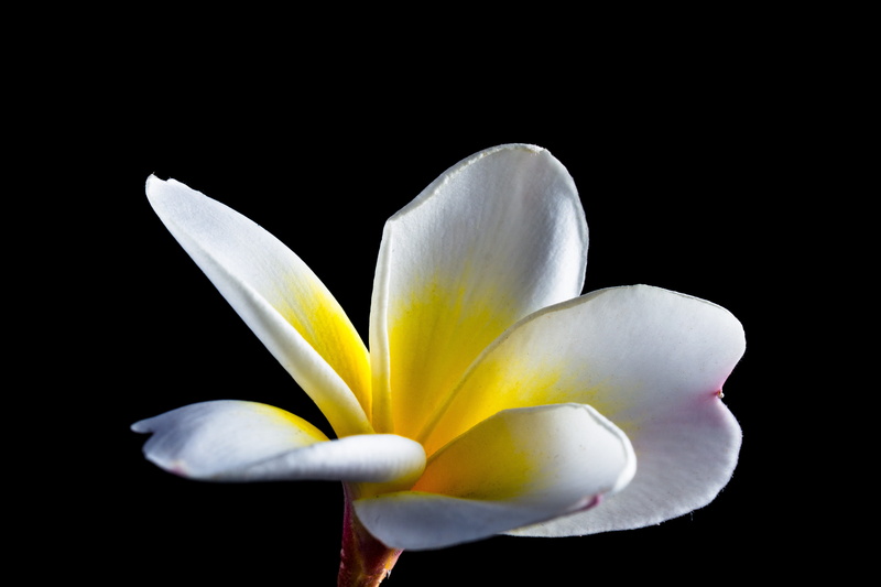 black background, dog gift greenhouse, plumeria, 5K, flowering plant, beautiful, flower, blossom, national flower, frangipani, ornamental plant, yellow
