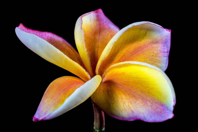plumeria, petal, studio shot, freshness, apocynaceae, flowering plant, dog gift greenhouse, frangipani, calyx lobes, pollen, fragility, west indian frangipani