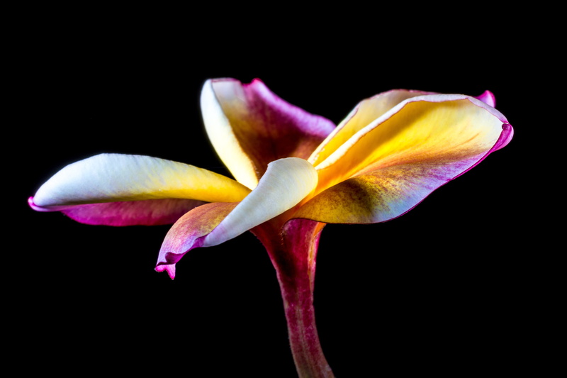 frangipani, beautiful, petals, indoors, exotic, west indian frangipani, flor de cebo, flower head, 5K, plant, plumeria alba, violet yellow, fragility