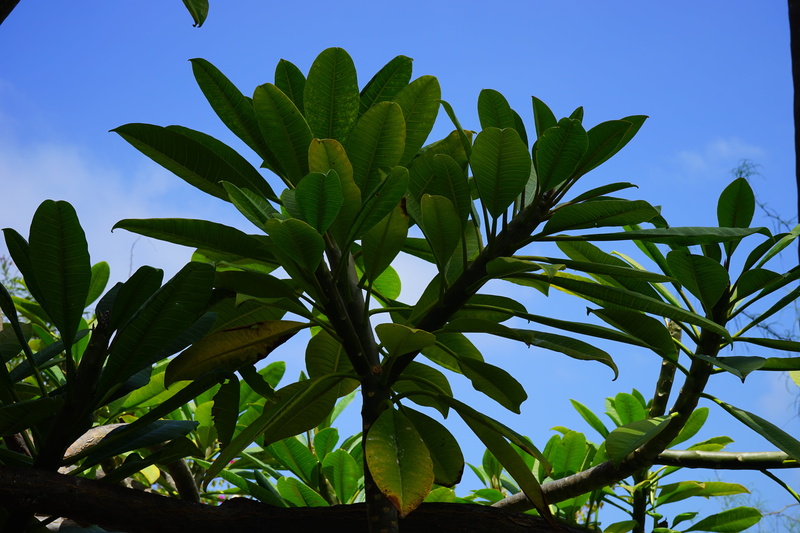 leaves, tropical climate, food and drink, ornamental tree, leaf, agriculture, green, environment, beauty in nature, day, park tree, frangipani, 5K, flor de cebo