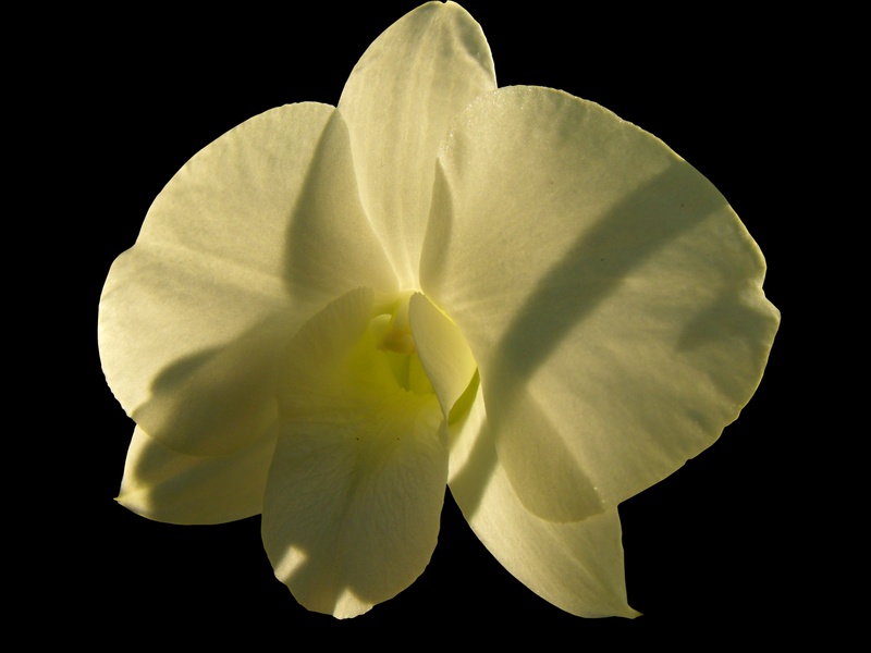2K, plumeria, studio shot, orchid, isolated, ornamental flower, nature, bloom, exotic, inflorescence, growth, white color, flora, white, flowering plant