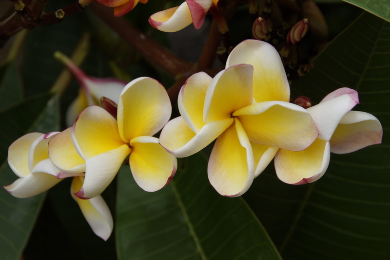 white yellow, tree, beautiful, tropical, flower head, calyx lobes, national flower, petal, plant part, flora, dog gift greenhouse, temple tree, plumeria
