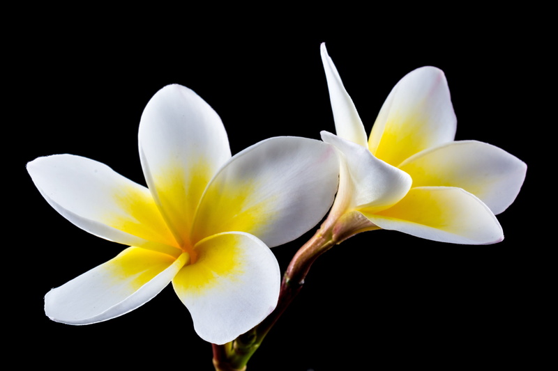 studio shot, close, dog gift greenhouse, ornamental flower, inflorescence, petals, fragility, flower, flora, flowering plant, black background, plant, apocynaceae
