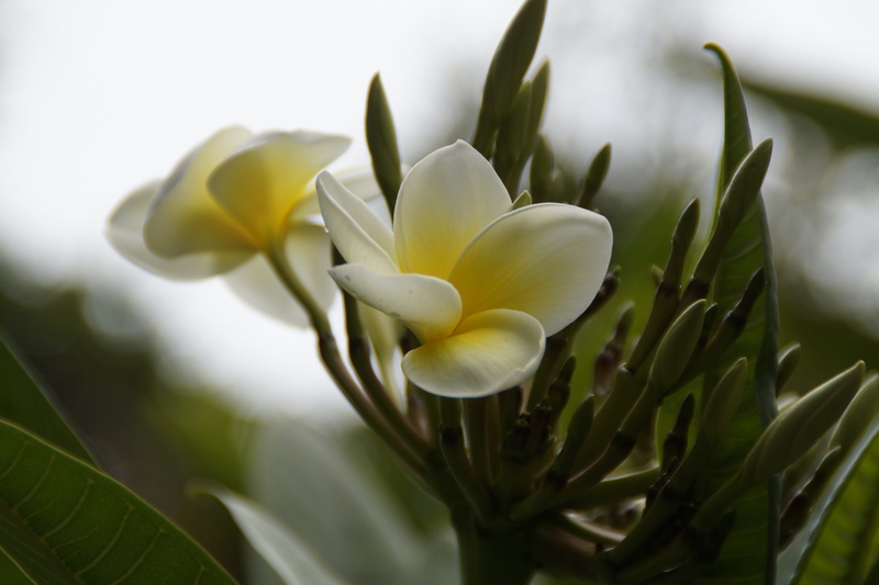5K, temple tree, flower, ornamental garden, day, growth, ornamental flower, yellow, exotic, plant part, flor de cebo, dog gift greenhouse, flowering plant