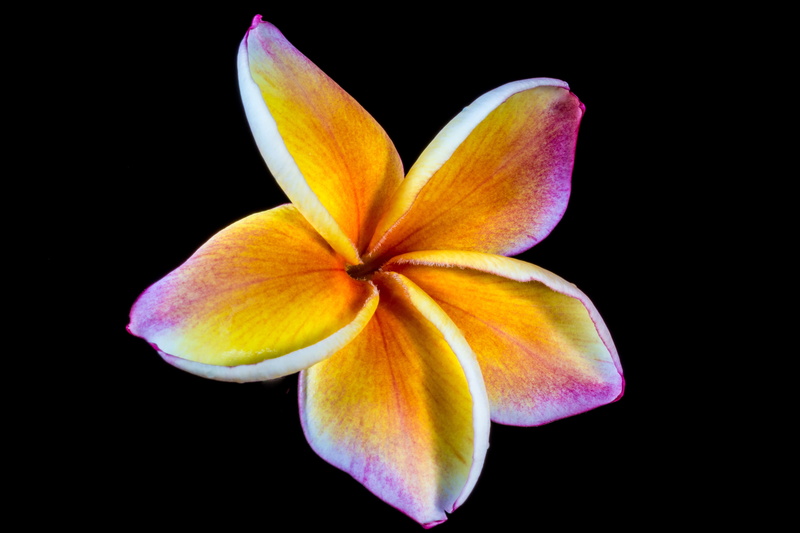 ornamental flower, west indian frangipani, freshness, flowering plant, ornamental plant, yellow, beautiful, frangipani, studio shot, 5K, plant, no people