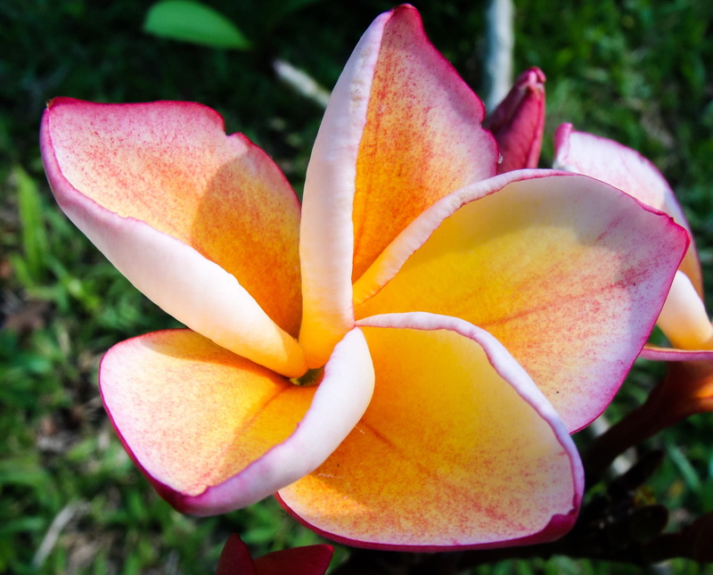 beautiful, yellow, petal, freshness, flower, fragility, photo, bloom, inflorescence, plumeria alba, dog gift greenhouse, flor de cebo, exotic, frangipandi