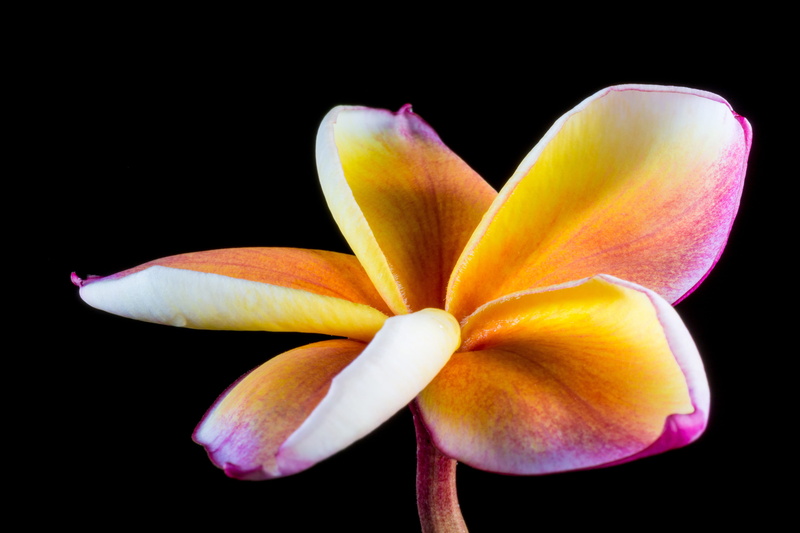 flower, close-up, dog gift greenhouse, ornamental plant, yellow, west indian frangipani, calyx lobes, indoors, plumeria, flora, fragility, national flower