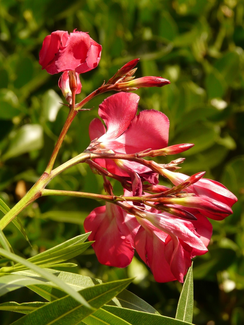 outdoors, pollen, bloom, plant part, inflorescence, fragility, plant, sepal, leaf, red, close-up, pink color, growth, blossom, petal, oleander, flower