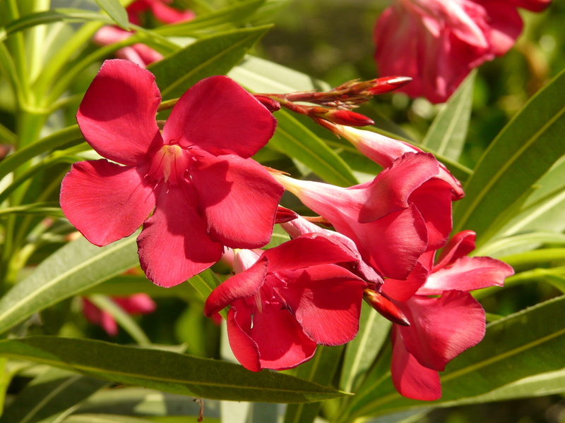 red, springtime, Nerium Oleander, beauty in nature, flower, 2K, day, oleander, laurel rose, close-up, growth, leaf, no people, pollen, bloom, fragility