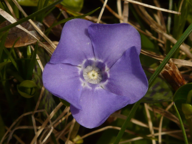 vinca, Evergreen, flower head, nature, Blossom, 2K, inflorescence, apocynaceae, large evergreen, flower, fragility, flowering plant, purple, freshness