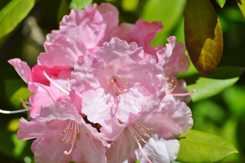 focus on foreground, flora, vulnerability, Oleander, colorful, flower, beauty in nature, freshness, close-up, springtime, nature, no people, pink, leaf