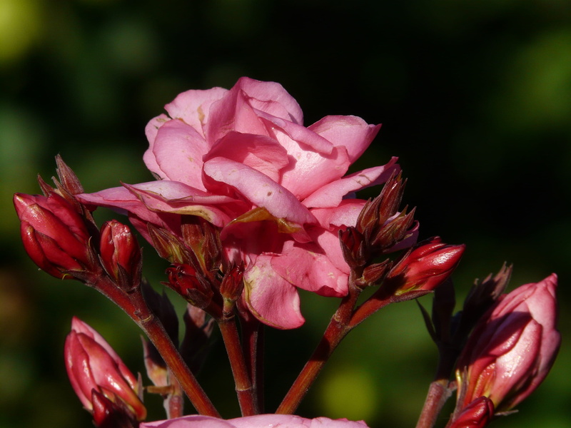 Bush, pink color, close-up, flora, pink, flowering plant, ornamental shrub, Nerium Oleander, growth, red, plant, flower, oleander, day, outdoors, botany
