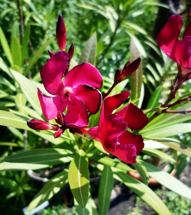 fragility, flower, vulnerability, focus on foreground, flower head, beauty in nature, macro, no people, plant part, plant, flowering plant, oleander, 2K