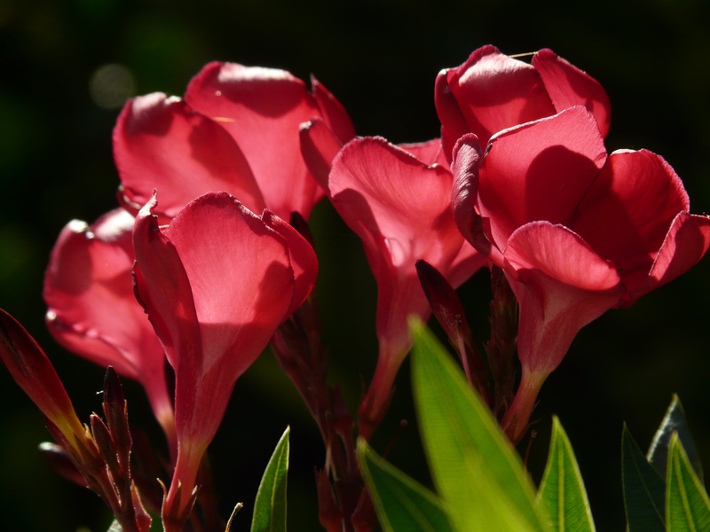 flower head, back light, 2K, dog gift greenhouse, macro, beauty in nature, oleander, laurel rose, no people, leaf, bloom, apocynaceae, flower, growth