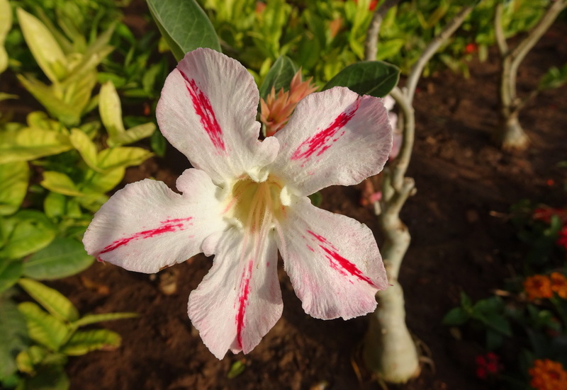 no people, inflorescence, day, white color, houseplant, diu, ornamental, outdoors, pollen, focus on foreground, nature, growth, vulnerability, adenium boehmianum