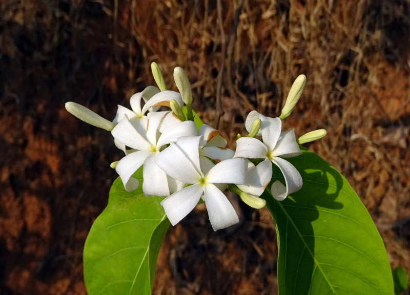india, flowering plant, korwa, medicinal, holarrhena antidysenterica, growth, focus on foreground, beauty in nature, wild, plant part, nature, flower head