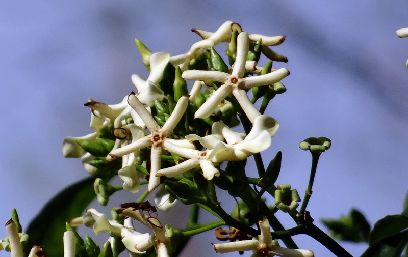 growth, close-up, purple, olive, organic, floral, freshness, pink-eyed cerbera, tanghin poison, bloom, stem, flowering plant, petal, day, buta buta, botanical