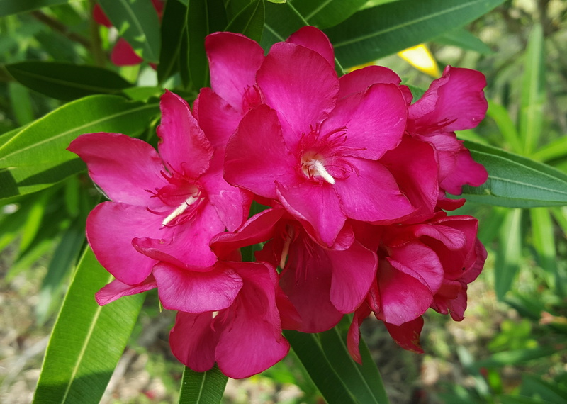 pink flowers, spring, red, day, oleander, nerium oleander, close up, no people, flowering plant, pollen, close-up, focus on foreground, toxic, nature, petal