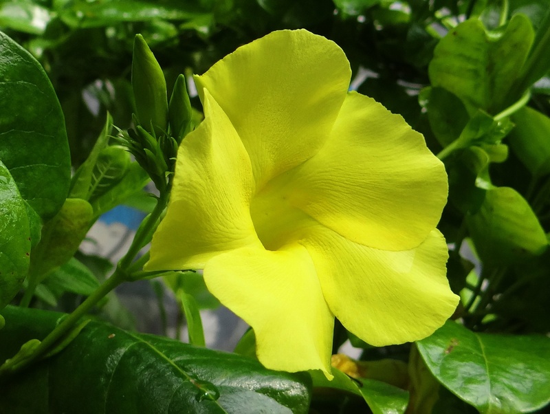 india, flowering plant, allamanda, inflorescence, vulnerability, yellow dipladenia, beauty in nature, urechites lutea, no people, apocynaceae, growth, flower