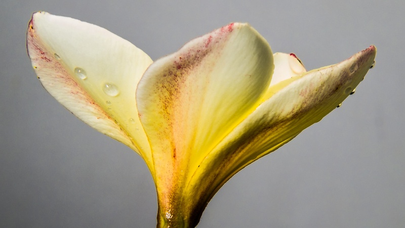close-up, flor de cebo, close, purity, nature, leaf, blossom, gray background, apocynaceae, fragility, no people, inflorescence, petal, botany, frangipani