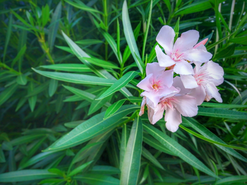 evergreen shrub, pollen, pale pink, Flower, nature, flower head, close-up, plant part, blossom, petal, fragility, toxic, springtime, Pink, outdoors, leaves