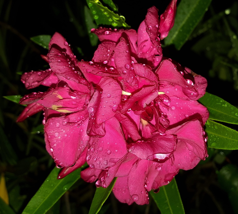 Oleander, Pink, freshness, close-up, 2K, raindrop, rain, nature, wet, purity, drip, plant part, beauty in nature, dew, night, Flowers, flowering plant