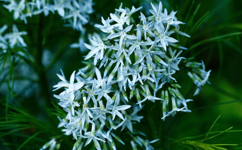 flower head, amsonia, blue, star, greenville, plant, no people, Nature, arkansas, 5K, beauty in nature, amsoniahubrichtii, vulnerability, growth, arkansasbluestar