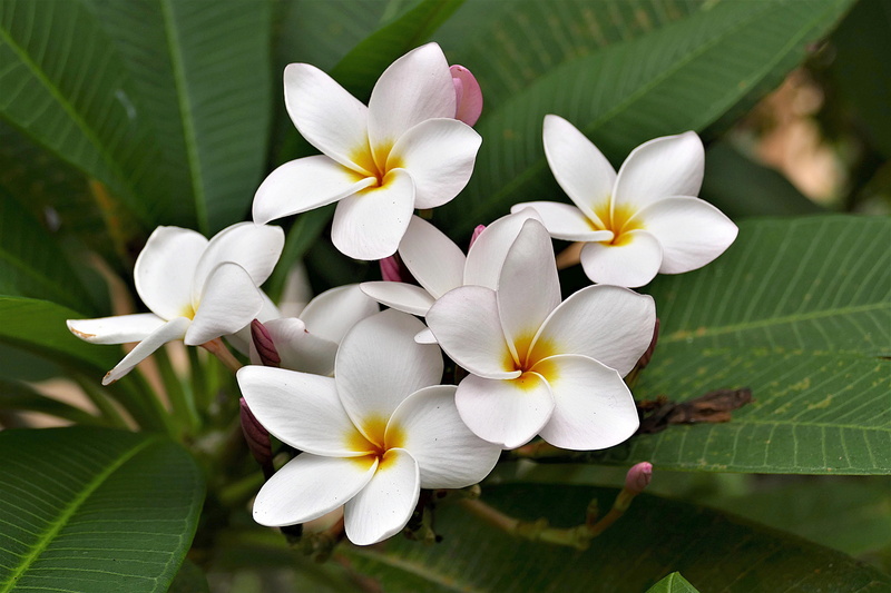 freshness, outdoors, close-up, growth, white color, flowers, white yellow, plumeria alba, flower head, day, flowering plant, 5K, frangipani, no people