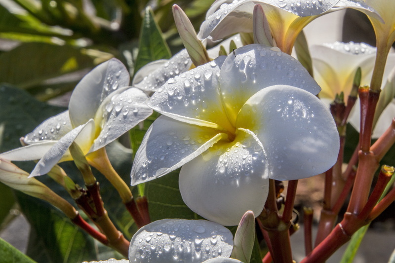 raindrop, nature, close-up, plant, drop, flowering plant, fragility, petal, rain, petals, dew, flowers, gardening, no people, wet, garden, 5K, botany