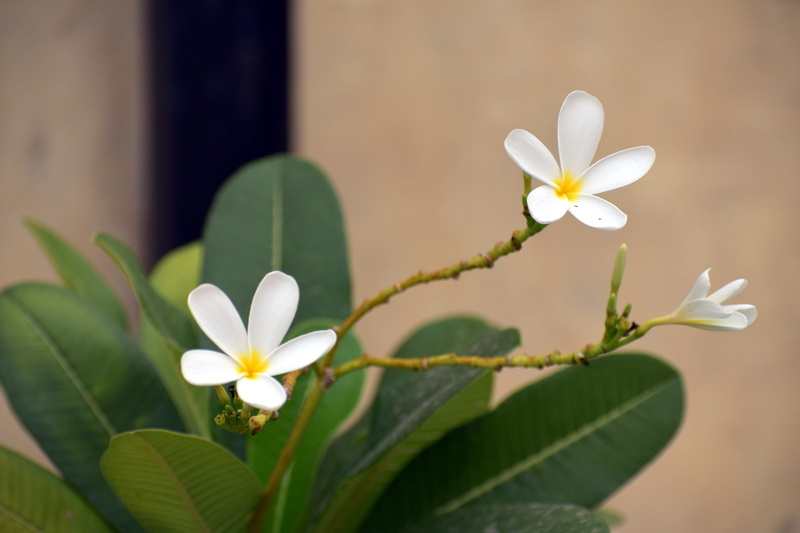 yellow centric, petal, focus on foreground, 5K, growth, white flower, vulnerability, nature, fragility, outdoors, plant part, white color, flowering plant