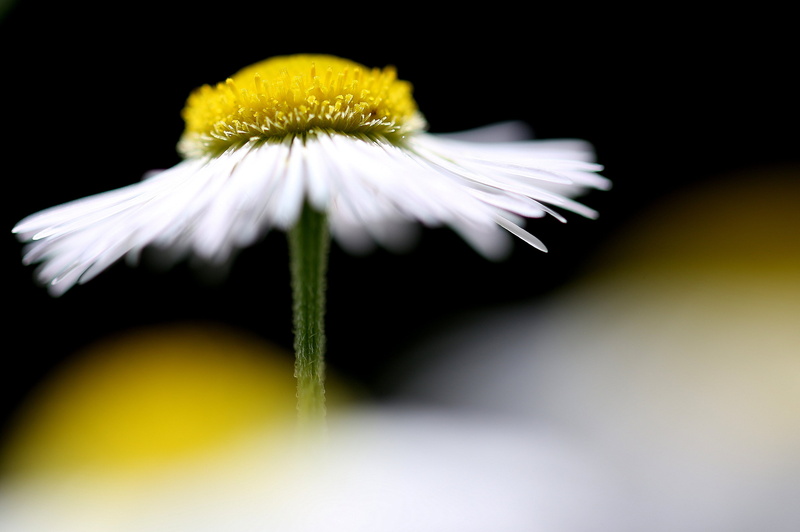 yellow, flower Head, daisy, close-up, nature, flower, photo, selective, summer, pics, plant, petal, white, photography, focus, selective focus, jenny, single Flower