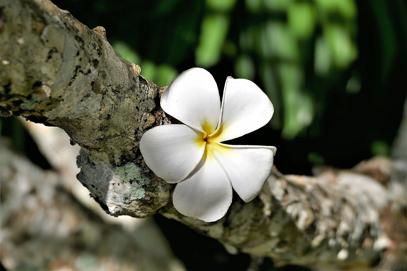 plumeria, vulnerability, growth, inflorescence, tree, branch, 5K, blossom, frangipani, bloom, flower, plumeria alba, exotic, flowers, flower head, white