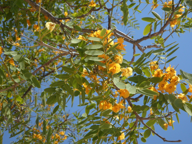 mediterranean, outdoors, low angle view, yellow flowers, day, plant part, tree, bloom, flower, plant, branch, yellow, growth, branches, blossom, vulnerability