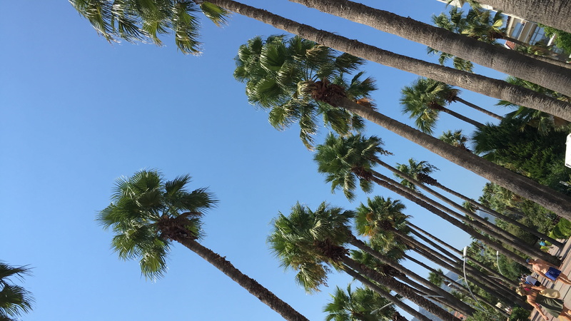 palm leaf, coconut palm tree, growth, tree, no people, blue, tall - high, green color, palm tree, sea, 4K, marmaris, icmeler, beauty in nature, trunk