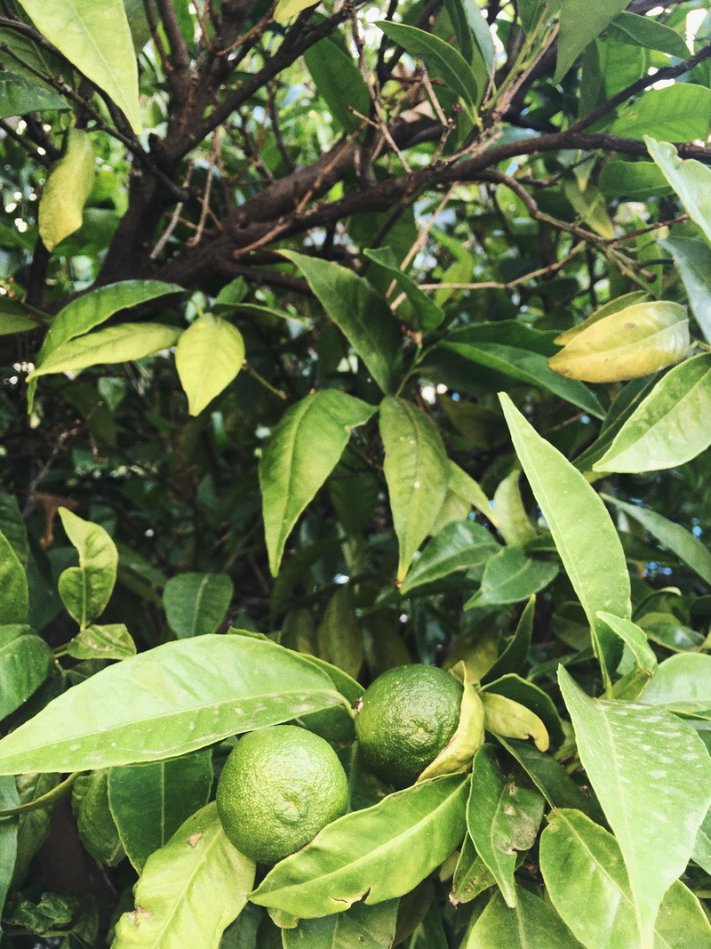 plant, plant part, summer, freshness, lime, close-up, outdoors, limes, fruit tree, ripe, green, focus on foreground, leaf, fruit, growth, walnut, flower