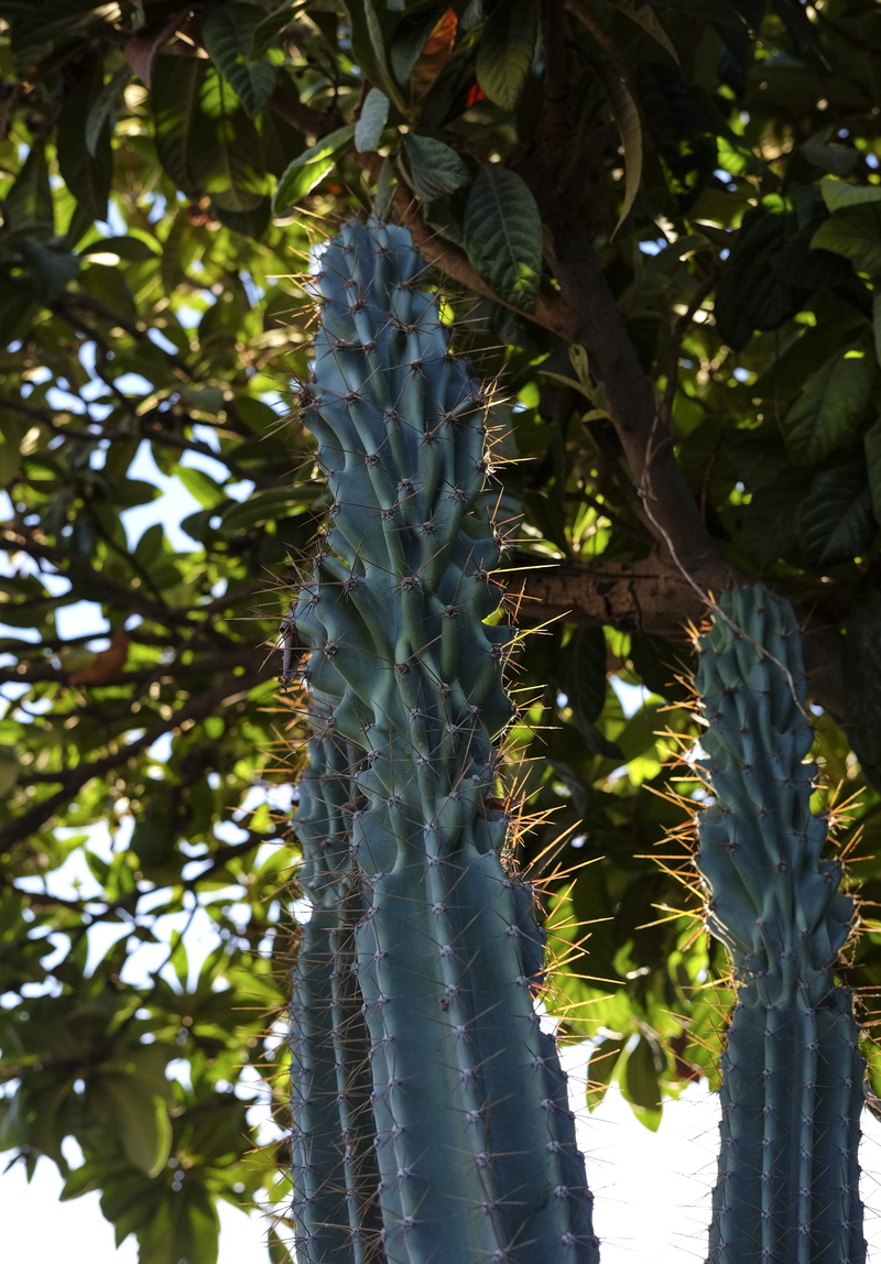 4K, leaf, plant, outdoors, cactus, freshness, flower, tree, close-up, green color, branch, turkey, plant part, low angle view, focus on foreground, tranquility