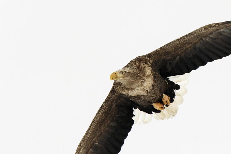 japan, white, 1080P, eagle, animals and birds, tailed