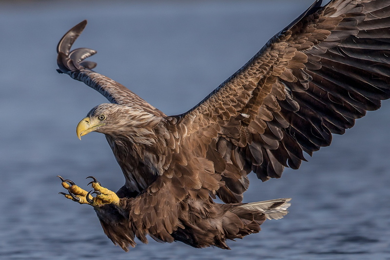 predator, eagle, 1080P, bird, hawk, gray, White-tailed eagle, wings