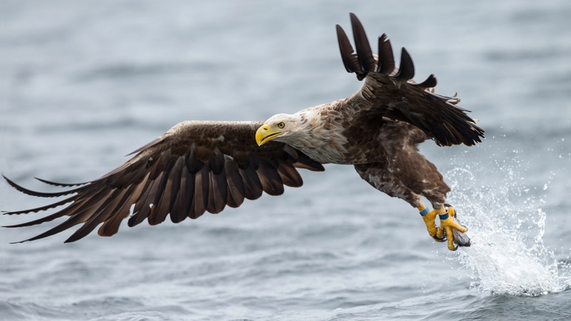 no people, animal body part, one animal, water, bald eagle, eagle - bird, 1080P, animals in the wild, white, nature, flying, vertebrate, catching, outdoors