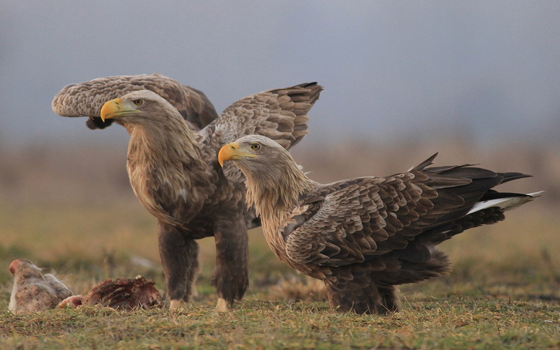 focus on foreground, animal themes, 1080P, Bird, animal body part, animal wildlife, feather, day, White-Tailed Eagle, outdoors, livestock, mammal, Eagle