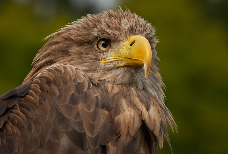2K, predator, birds, beak, white-tailed eagle