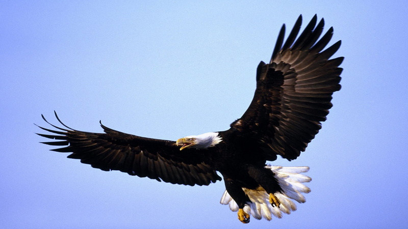 head, beak, claws, flight, eagle, 2K, tail, winged, white, spread