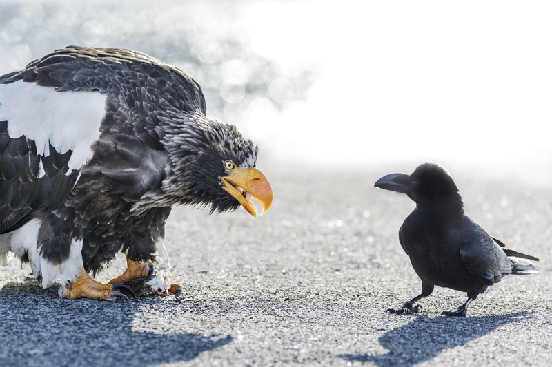 Raven, white-tailed, 1080P, birds, eagle, meeting