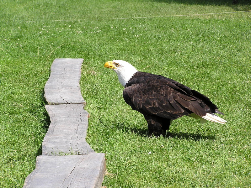 adler, poing, full length, bald eagles, bird of prey, plant, no people, grass, nature, growth, field, white tailed eagle, day, green color, high angle view
