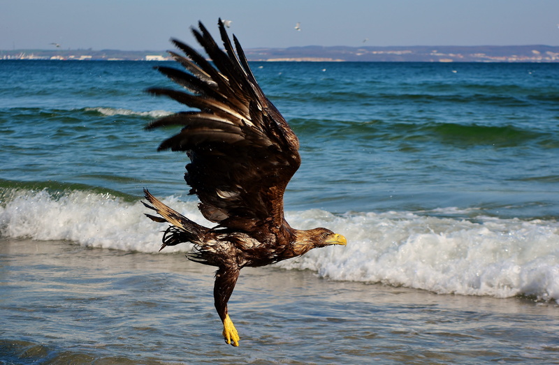 nature, 4K, horizon over water, vertebrate, animals in the wild, horizon, white tailed eagle, beach, eagle - bird, water, day, animal wildlife, motion