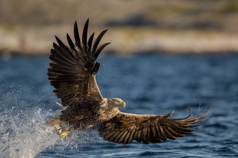 squirt, wings, bird, water, predator, White-tailed eagle, 1080P