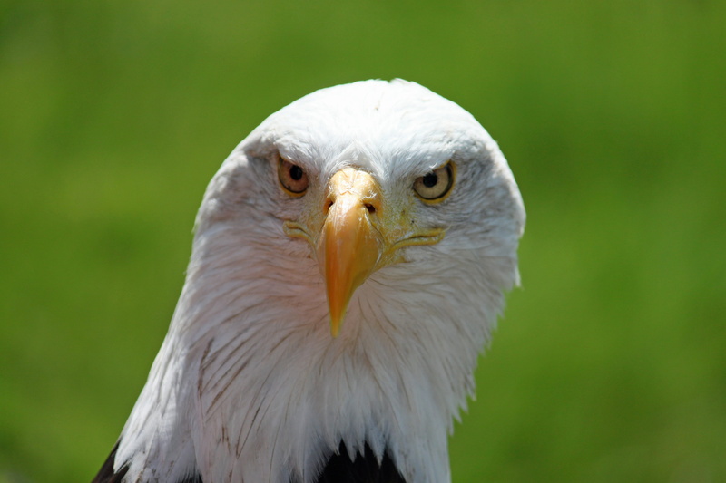 day, animal body part, animals In The Wild, nature, eagle - Bird, animal, eagle, vertebrate, close-up, bird of Prey, no people, carnivore, White Tailed Eagle